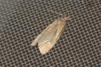 Phtheochroa inopiana