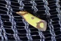 Agapeta zoegana