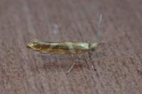 Argyresthia goedartella