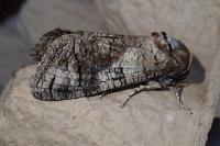 Cossus cossus