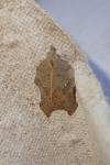 Acleris emargana/effractana