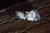 Cochylichroa atricapitana