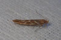 Pyroderces argyrogrammos