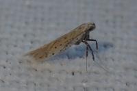 Aspilapteryx tringipennella