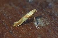 Caloptilia