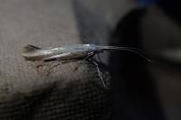Coleophora