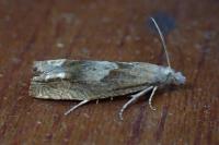 Eucosma conterminana