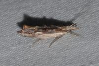 Ypsolopha scabrella
