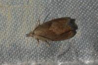 Dichrorampha