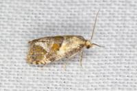Cochylidia rupicola