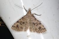 Alucita hexadactyla
