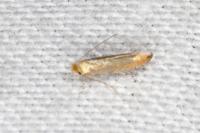 Phyllonorycter