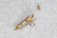 Caloptilia