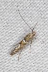 Acrocercops brongniardella