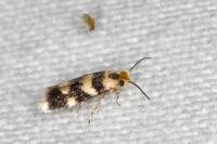 Etainia louisella
