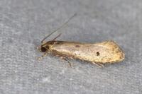 Tinea trinotella