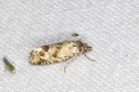 Aethes williana
