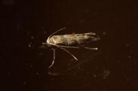 Phyllonorycter trifasciella