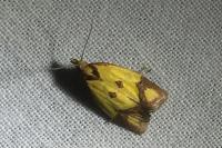 Agapeta zoegana
