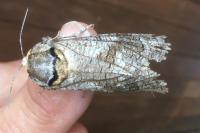 Cossus cossus