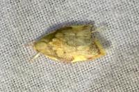 Carcina quercana