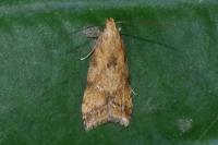 Brachmia blandella