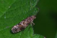 Acrolepia autumnitella