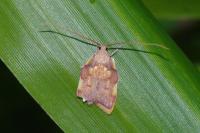 Carcina quercana