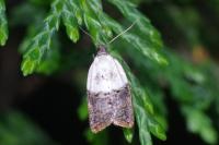 Acleris variegana
