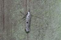 Yponomeuta plumbella