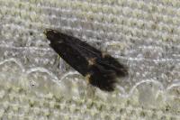 Oxypteryx atrella