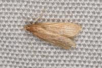 Helcystogramma rufescens