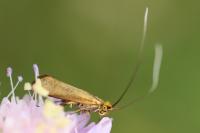 Nemophora metallica
