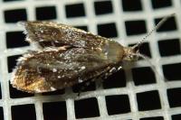 Prochoreutis myllerana