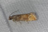 Clavigesta purdeyi