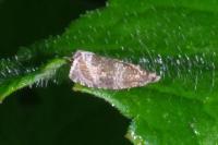 Celypha lacunana
