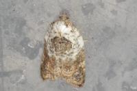 Acleris variegana