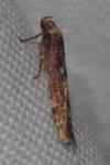 Blastobasis adustella