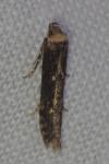 Blastobasis adustella