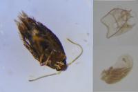 Stigmella atricapitella