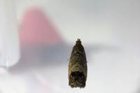 Cydia splendana