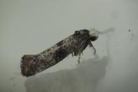 Swammerdamia pyrella