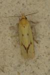 Agapeta hamana