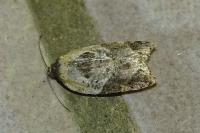 Acleris variegana