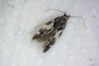 Teleiodes luculella