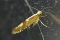 Argyresthia pruniella