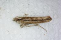 Ypsolopha ustella