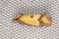 Agapeta zoegana