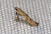 Caloptilia populetorum