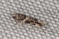 Recurvaria nanella